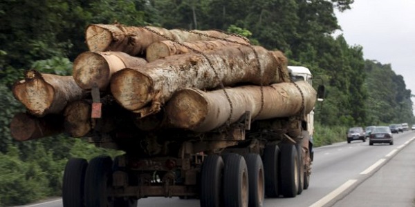 Trafic international de bois en Casamance : saisie de deux camions gambiens Trafic international de bois en Casamance : saisie de deux camions gambiens