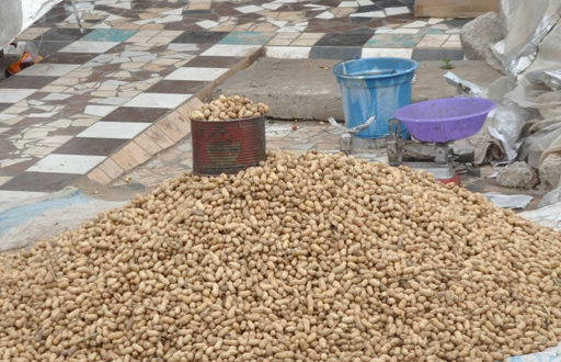Campagne de commercialisation de l’arachide : les producteurs de Nioro choisissent les loumas Campagne de commercialisation de l’arachide : les producteurs de Nioro choisissent les loumas