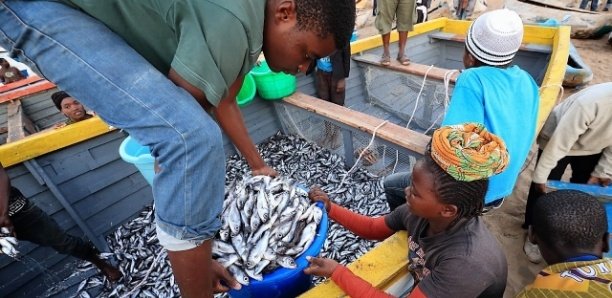 Sénégal : Près d’un million de personnes travaillent dans le secteur de la pêche