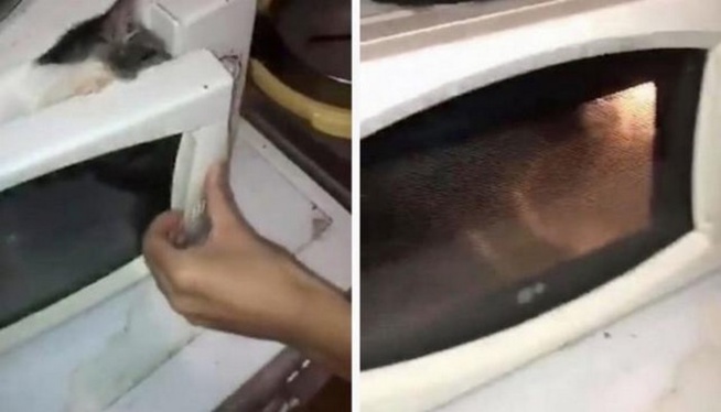 France: Deux adolescents enferment un chaton dans un micro-onde, l’allume et diffusent la vidéo sur la toile France: Deux adolescents enferment un chaton dans un micro-onde, l’allume et diffusent la vidéo sur la toile