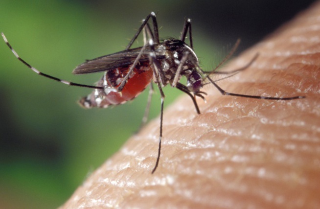 Tambacounda : 152 personnes mortes du paludisme en 2019