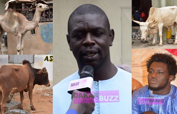 3 Boeufs, 1 Chameaux , 1 million pour les Préparatifs du Baptême & Thiant du fils de Baboye » Balla mayna bénn Nak « 3 Boeufs, 1 Chameaux , 1 million pour les Préparatifs du Baptême & Thiant du fils de Baboye » Balla mayna bénn Nak «