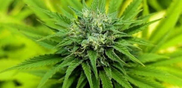 Dans le sud du Sénégal, l’économie des îles Karones repose presque intégralement sur la culture du cannabis Dans le sud du Sénégal, l’économie des îles Karones repose presque intégralement sur la culture du cannabis