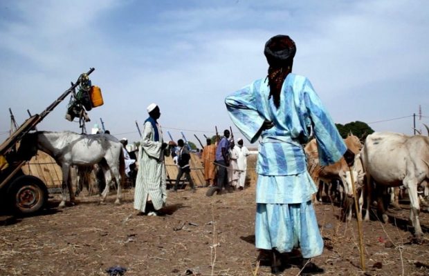 VOL DE BETAIL : 5 FRÈRES PLACÉS EN GARDE-A-VUE