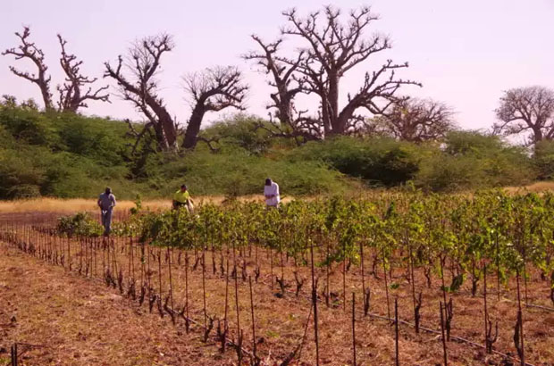 Nguékhokh : les premières bouteilles de vin made in Sénégal, bientôt sur le marché Nguékhokh : les premières bouteilles de vin made in Sénégal, bientôt sur le marché