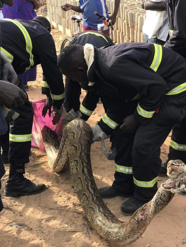 Keur Massar: Les sapeurs-pompiers neutralisent un serpent de 3 mètres (Photos) Keur Massar: Les sapeurs-pompiers neutralisent un serpent de 3 mètres (Photos)
