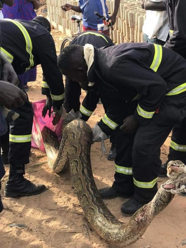 Keur Massar: Les sapeurs-pompiers neutralisent un serpent de 3 mètres (Photos)