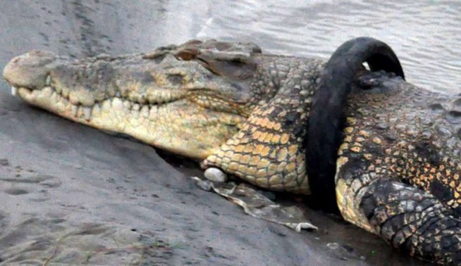 Une récompense pour retirer un pneu coincé depuis 2016, autour du cou d'un crocodile Une récompense pour retirer un pneu coincé depuis 2016, autour du cou d'un crocodile