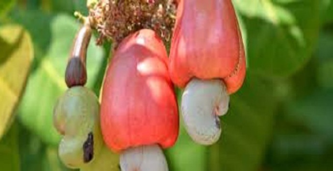 Côte d’Ivoire: La contrebande sur la cajou a fait perdre 17 milliards à l’Etat Côte d’Ivoire: La contrebande sur la cajou a fait perdre 17 milliards à l’Etat