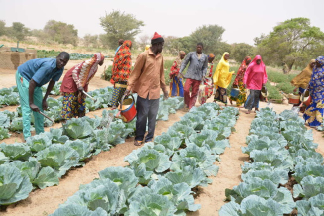 Louga/Front Social : Les agents de l’État du secteur agricole militants du SYNTAS crient leur ras-le-bol