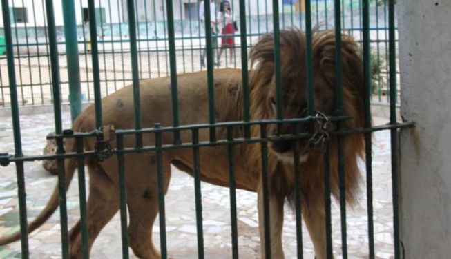 Parc Hann : Un employé mordu par un lion Parc Hann : Un employé mordu par un lion