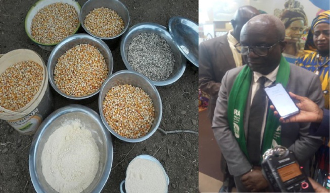 Céréales locales: Huit nouvelles variétés de blé homologuées (Responsable ISRA) Céréales locales: Huit nouvelles variétés de blé homologuées (Responsable ISRA)