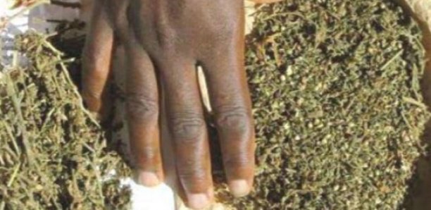 Rufisque - 248 kilogrammes de chanvre indien saisis: Un individu arrêté Rufisque - 248 kilogrammes de chanvre indien saisis: Un individu arrêté