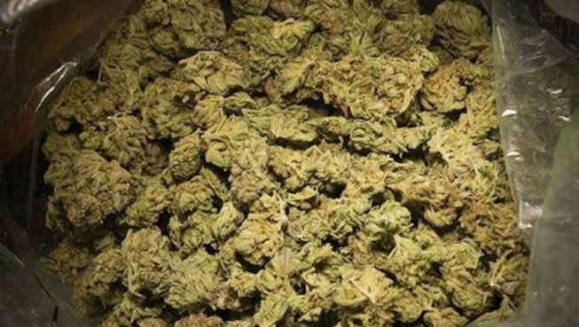 Trafic de chanvre indien à Touba: 2 ouvriers et 1 chauffeur arrêtés et déférés au Parquet de Diourbel Trafic de chanvre indien à Touba: 2 ouvriers et 1 chauffeur arrêtés et déférés au Parquet de Diourbel