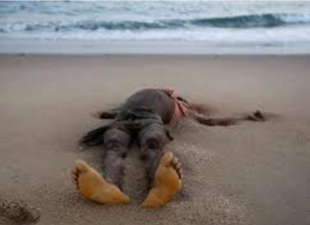 Hamo 4: un corps en état de décomposition découvert sur la plage