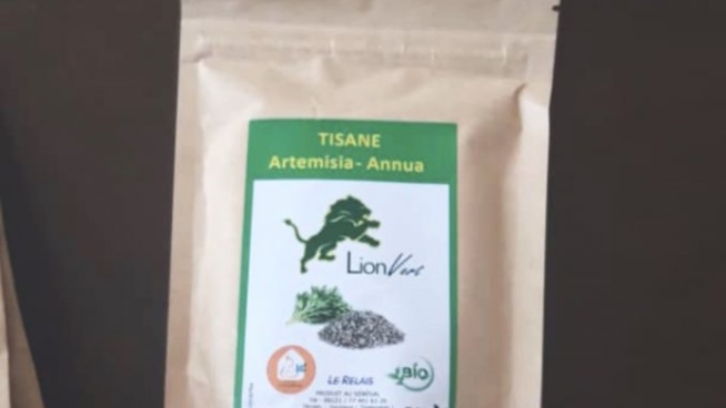 Covid-19 : Sénégal: Voici les premières nouvelles sur la recherche de l’Artémisia, la tisane salvatrice