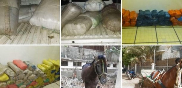 Trafic de drogue : La brigade des stupéfiants met la main sur 213 kilos de chanvre indien à Kaolack