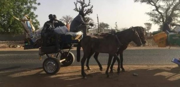 Korité: 5 charrettes venant de Dakar interceptées à Diourbel