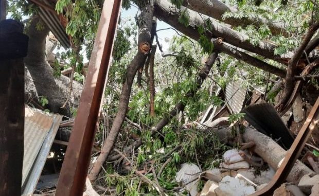 UN BAOBAB S’EFFONDRE ET TUE UNE FILLE DE 14 ANS UN BAOBAB S’EFFONDRE ET TUE UNE FILLE DE 14 ANS