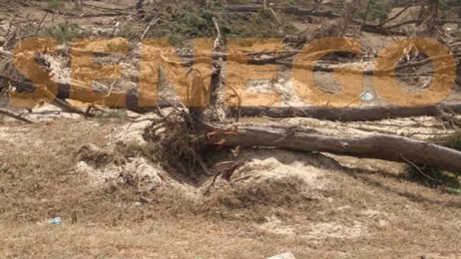 Bradage des terres : L’abattage des filaos menace l’environnement. Regardez Bradage des terres : L’abattage des filaos menace l’environnement. Regardez