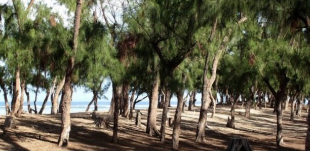 Bradage du Littoral : Vers une déclassification de la zone des filaos de Guédiawaye?