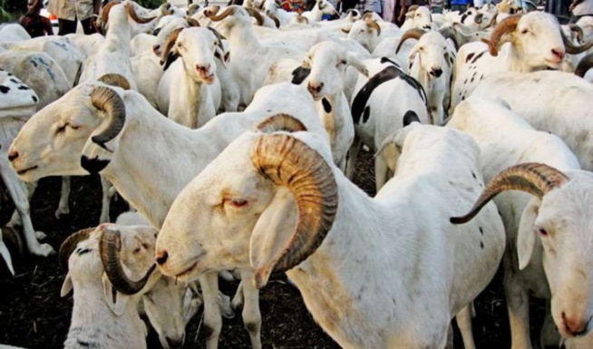 Tabaski 2020: Macky Sall demande une facilitation optimale de l’approvisionnement du pays en moutons
