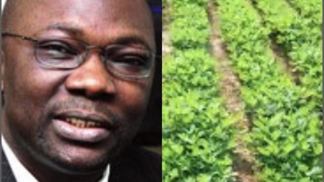 Le journaliste Mbaye Thiandoum sur les 90H.a de Miessa Ngom à Sindia « le Conseil rural de Sindia ne s’est jamais réuni pour délibérer sur ces 90h » Le journaliste Mbaye Thiandoum sur les 90H.a de Miessa Ngom à Sindia « le Conseil rural de Sindia ne s’est jamais réuni pour délibérer sur ces 90h »