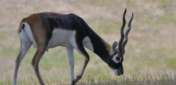 « 3 des 6 gazelles convoyées à la réserve privée d’Abdou Karim Sall sont mortes » (Libération)