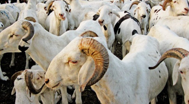 Chéreté du mouton à Dahra-Djolof : un «Mboté» (agneau) à…100.000 CFA