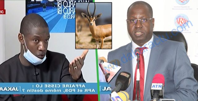 Pape Djibril Fall sur l’affaire des 6 gazelles oryx : « Détournement la…Té justice dafa wara… »
