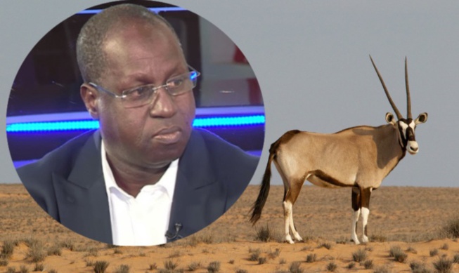 Réserve de Katane: Abdou Karim Sall sommé de rendre les gazelles Oryx