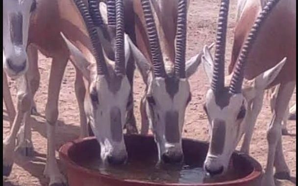 Affaire des Gazelles Oryx : Le maire de Mbao sort les cafards de Abdou Karim Sall Affaire des Gazelles Oryx : Le maire de Mbao sort les cafards de Abdou Karim Sall