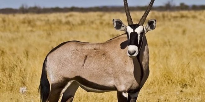 Ruée vers les gazelles – Entre le protocole « Kilim », fétichisme et affaires de gros sous