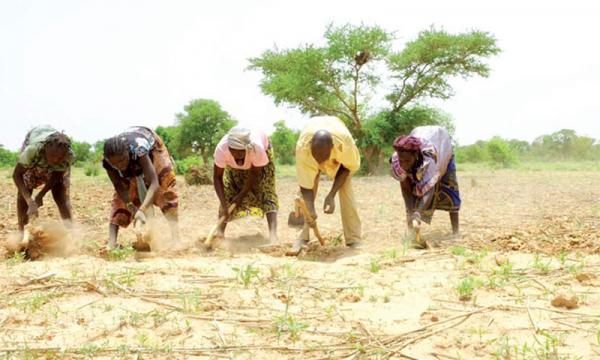 Médiation: Les paysans de Ndingler rejettent la proposition de Babacar Ngom Médiation: Les paysans de Ndingler rejettent la proposition de Babacar Ngom