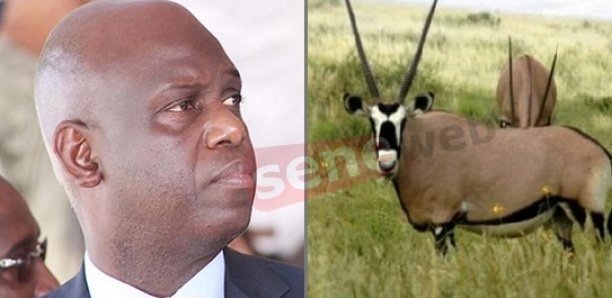 Affaire gazelles Oryx : Mansour Faye dément formellement et brandit une plainte contre… Affaire gazelles Oryx : Mansour Faye dément formellement et brandit une plainte contre…