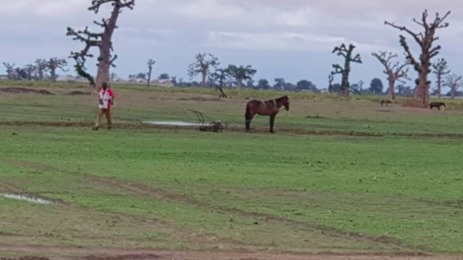 Arrêt sur images/Ndingler : Les paysans de retour sur leurs champs Arrêt sur images/Ndingler : Les paysans de retour sur leurs champs