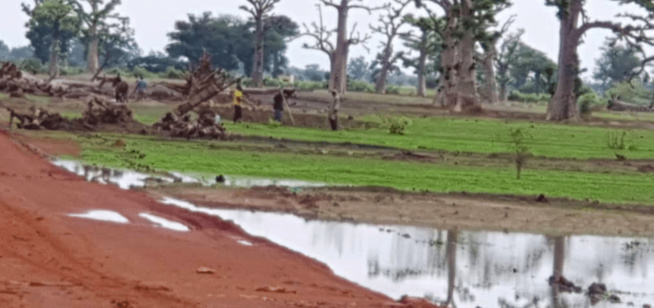 Arrêt sur images/Ndingler : Les paysans de retour sur leurs champs Arrêt sur images/Ndingler : Les paysans de retour sur leurs champs