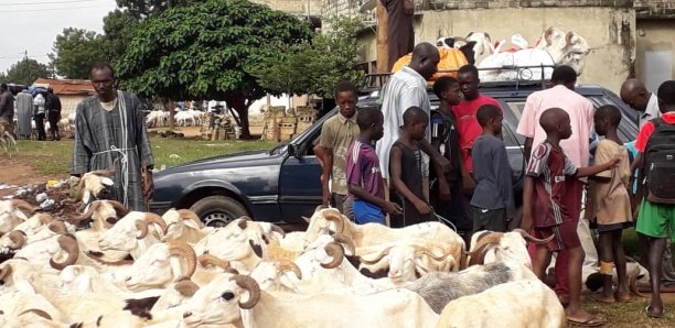 Covid -19 - Mesures barrières aux foirails - Ces recommandations impossibles de...