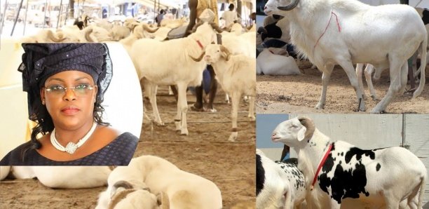 Vidéo-Tabaski: Marieme Faye Sall offre des moutons aux populations