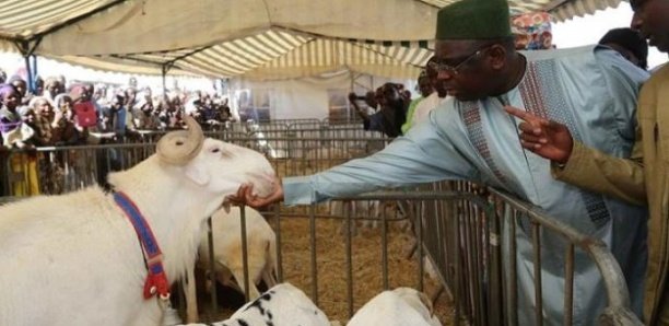 Approvisionnement en moutons de Tabaski : Les instructions fermes de Macky à ses ministres Approvisionnement en moutons de Tabaski : Les instructions fermes de Macky à ses ministres