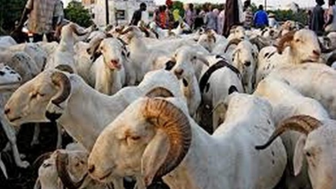 Tabaski : Les incroyables folies d’acheteurs de moutons