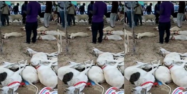 Drame à Sacré Coeur : Un Vendeur de moutons vient de perdre son cheptel par intoxication alimentaire Drame à Sacré Coeur : Un Vendeur de moutons vient de perdre son cheptel par intoxication alimentaire