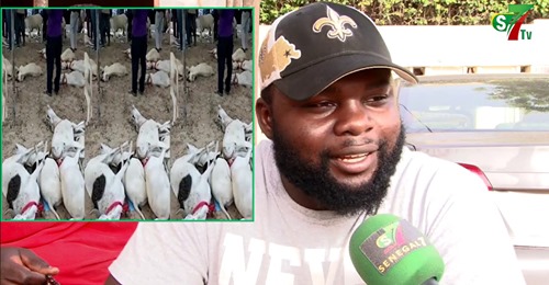 Opération Tabaski – 33 moutons morts: le propriétaire s’explique « Danio lék ba paré… »