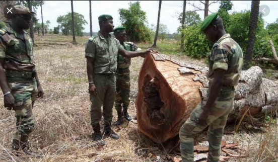 Sénégal - Trafic ce bois de Vène: La Gambie encore au cœur du scandale