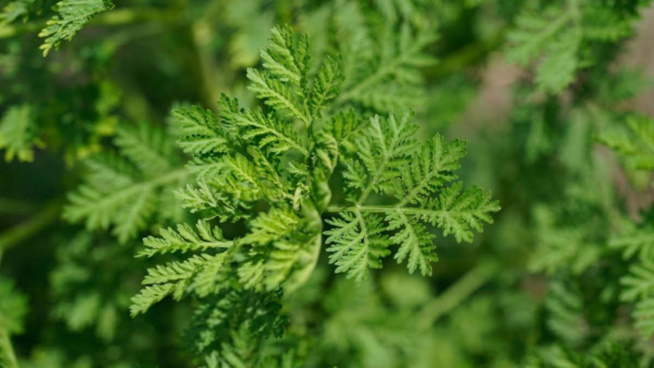Covid-19: Les essais cliniques de l’Artemisia vont bientôt démarrer