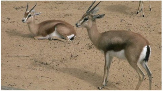 Affaire des gazelles Oryx - Ranérou prévient et donne un ultimatum Affaire des gazelles Oryx - Ranérou prévient et donne un ultimatum