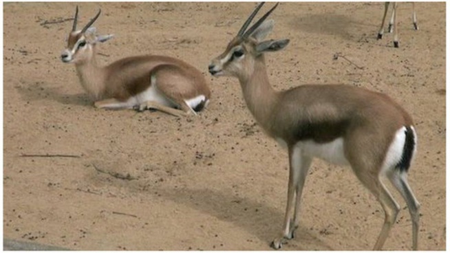 Affaire des gazelles Oryx - Ranérou prévient et donne un ultimatum