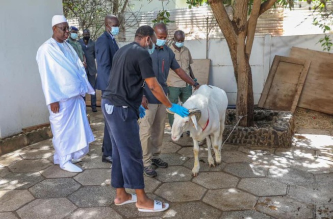 En image - Le bélier de Macky Sall