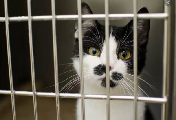 Arrestation et évasion spectaculaires: dressé pour trafiquer de la drogue, un chat s’échappe de la prison Arrestation et évasion spectaculaires: dressé pour trafiquer de la drogue, un chat s’échappe de la prison