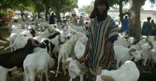 Bloqués À Dakar Avec Leurs Montons Invendus, Les Éleveurs Dans Le Désarroi Bloqués À Dakar Avec Leurs Montons Invendus, Les Éleveurs Dans Le Désarroi